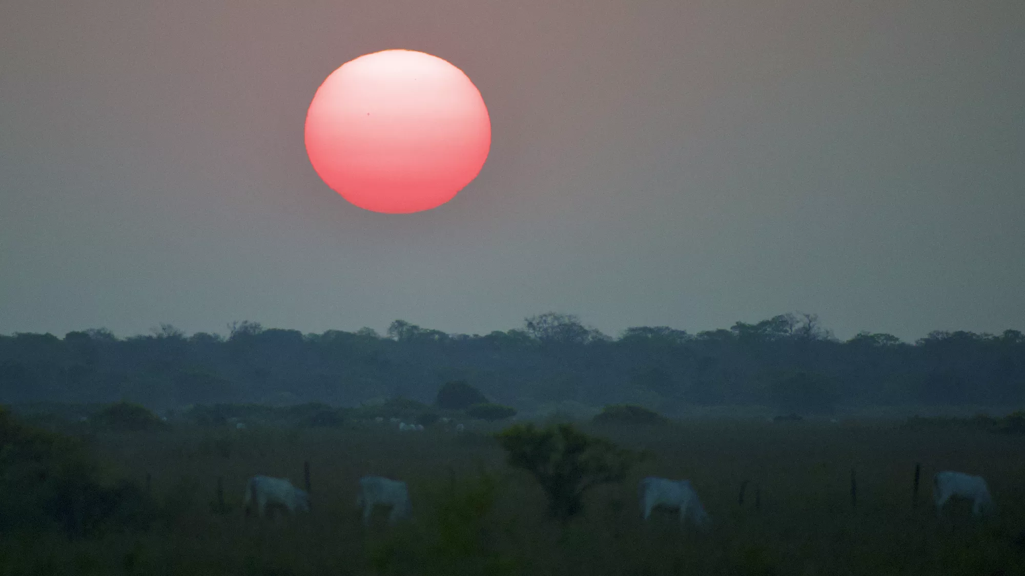 Portfolio/Pantanal/Photos/0B7A3769.webp