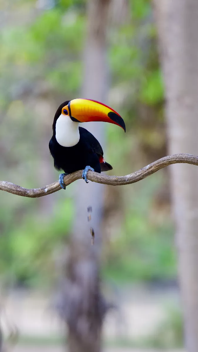Portfolio/Pantanal/Photos/0B7A3907.webp