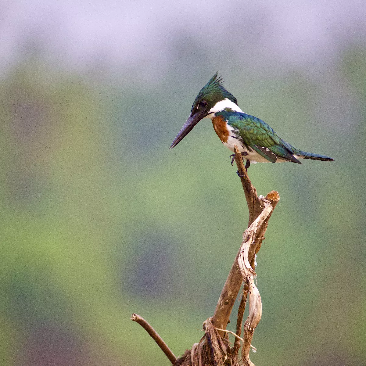 Portfolio/Pantanal/Photos/0B7A4104.webp