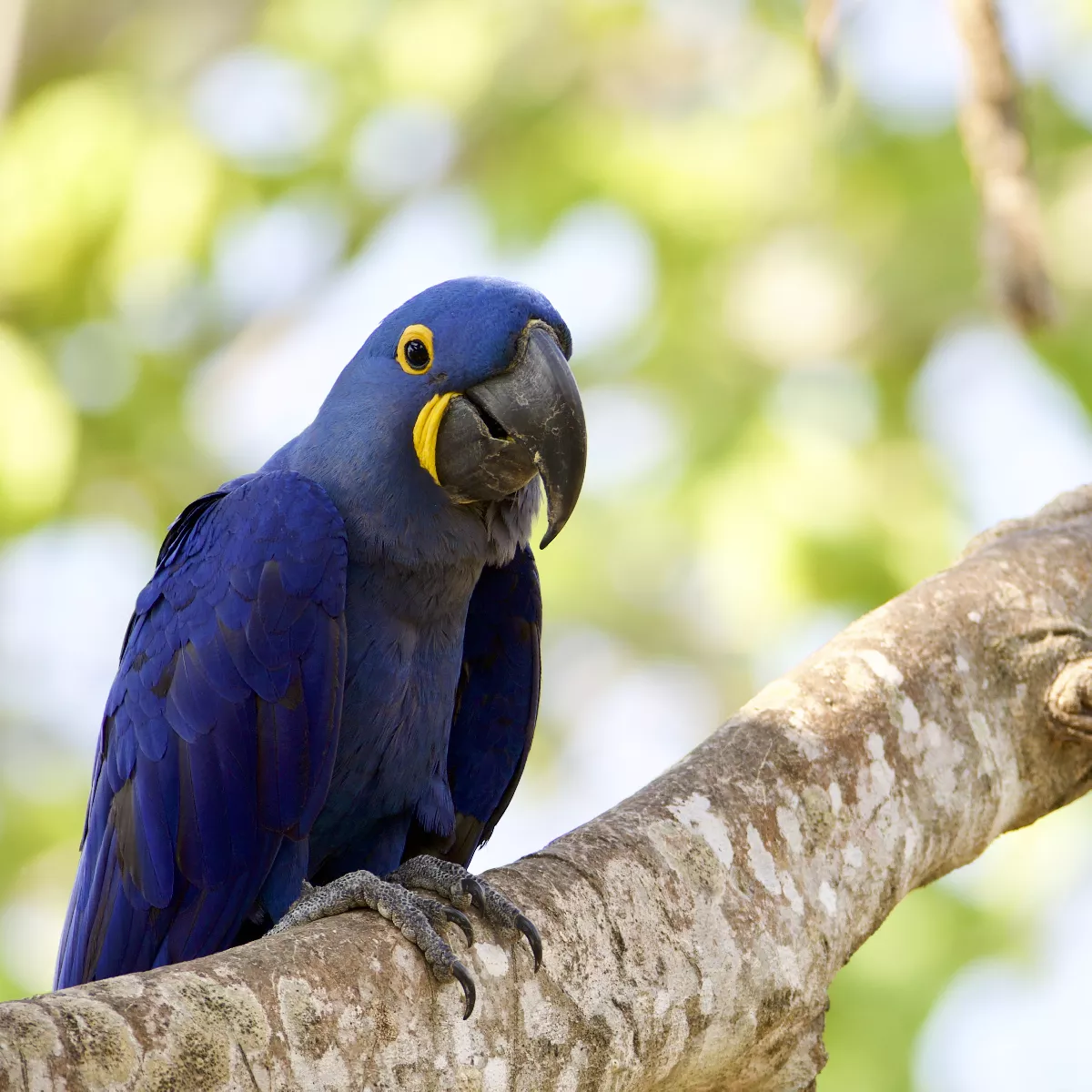 Portfolio/Pantanal/Photos/0B7A4121.webp