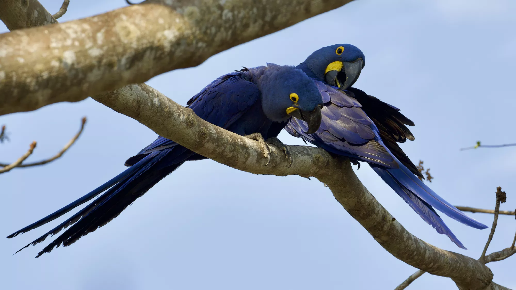 Portfolio/Pantanal/Photos/0B7A4250.webp