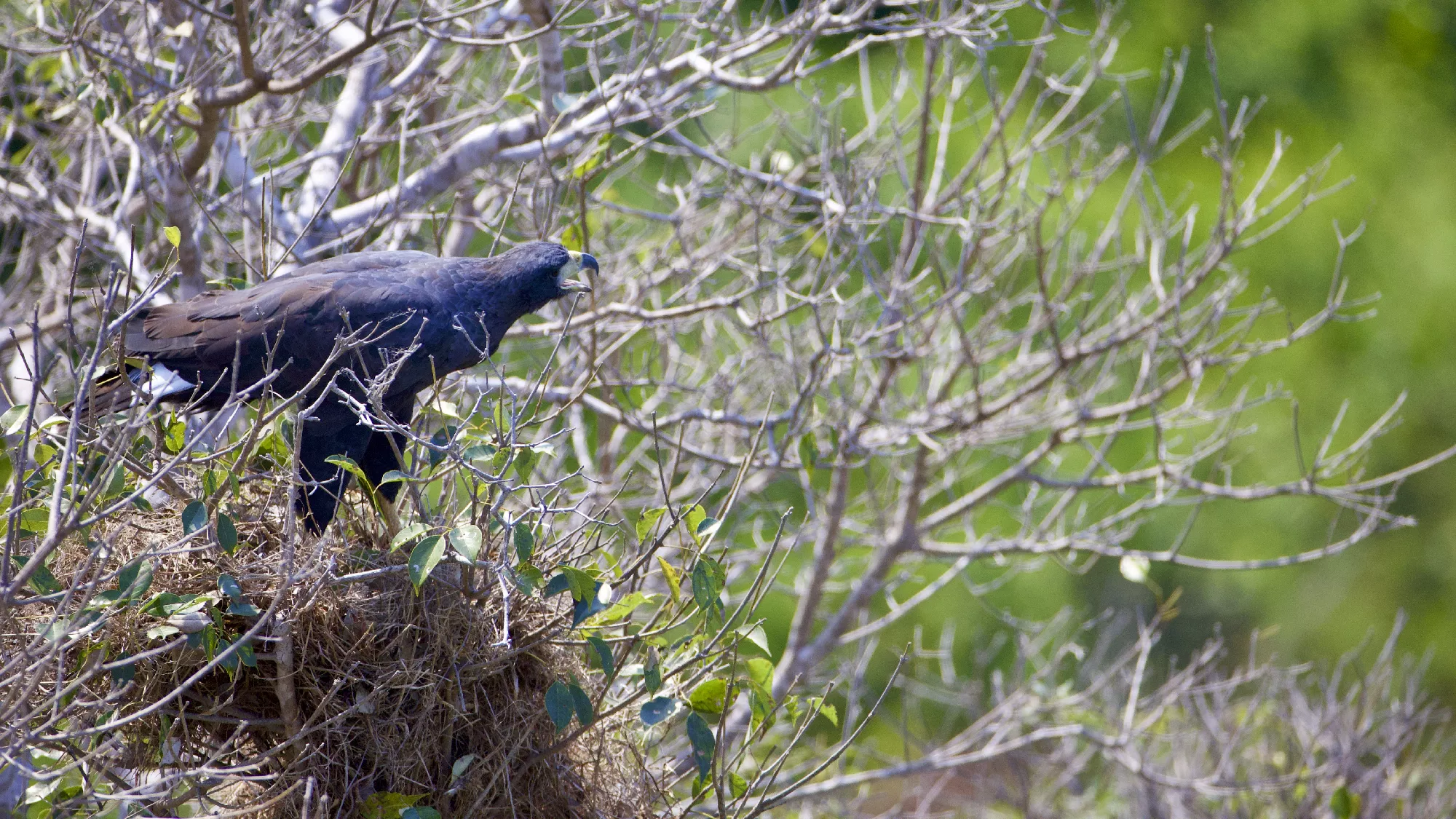 Portfolio/Pantanal/Photos/0B7A4407.webp