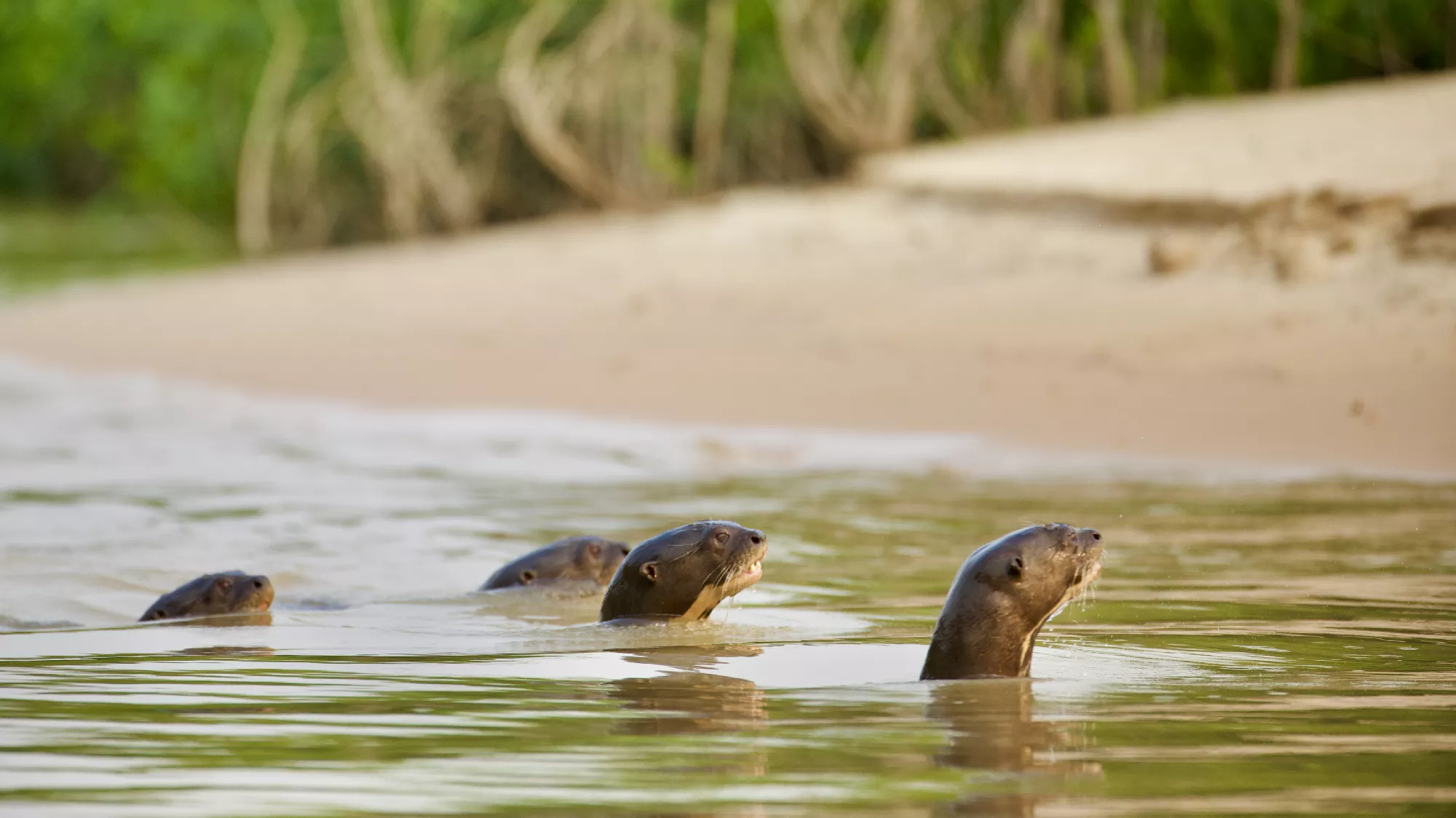 Portfolio/Pantanal/Photos/0B7A4515.webp