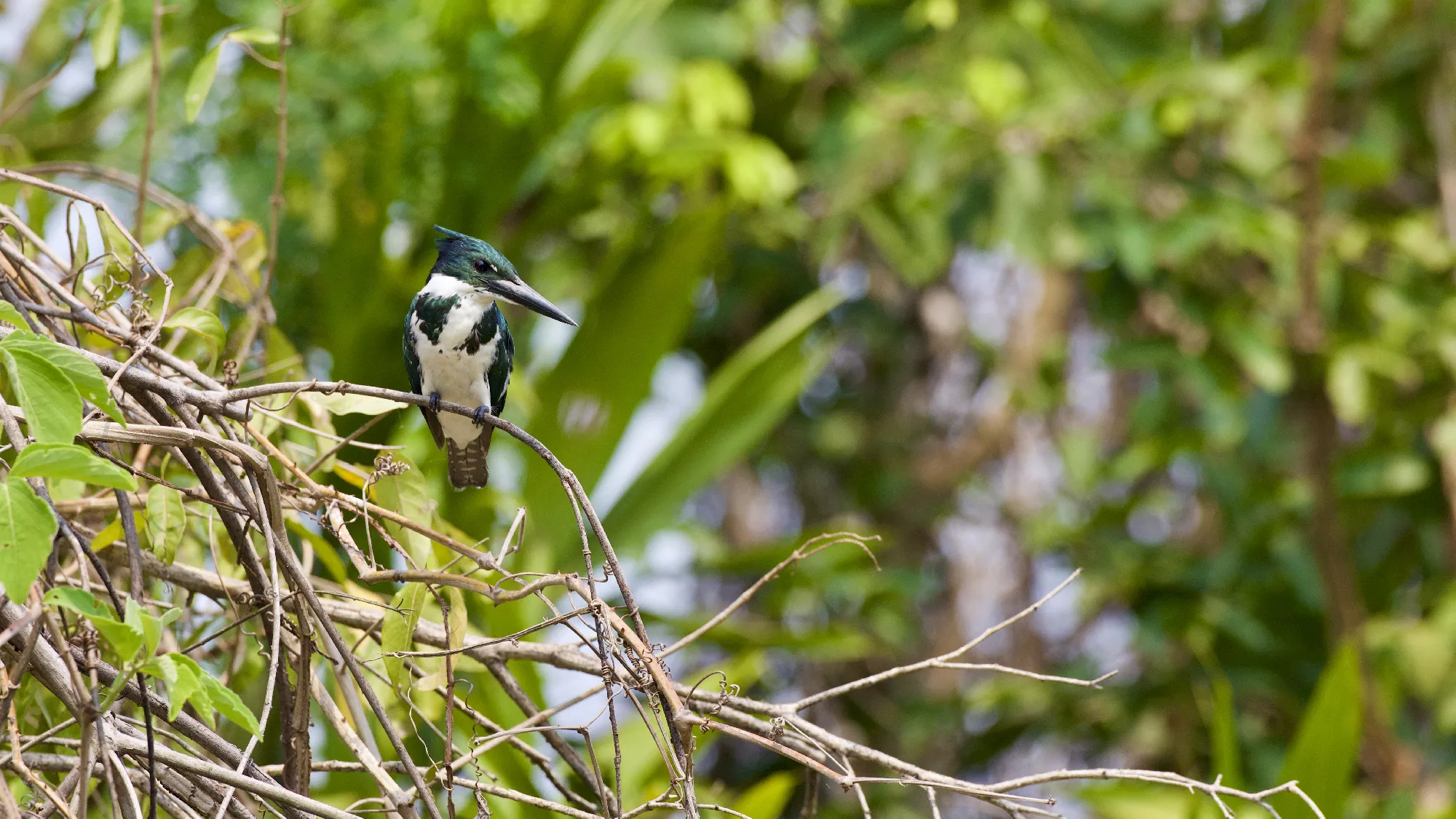 Portfolio/Pantanal/Photos/0B7A4596.webp