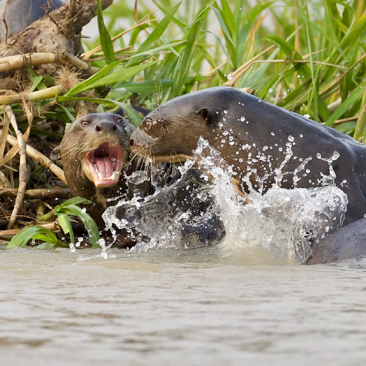 Portfolio/Pantanal/Photos/0B7A4878.webp