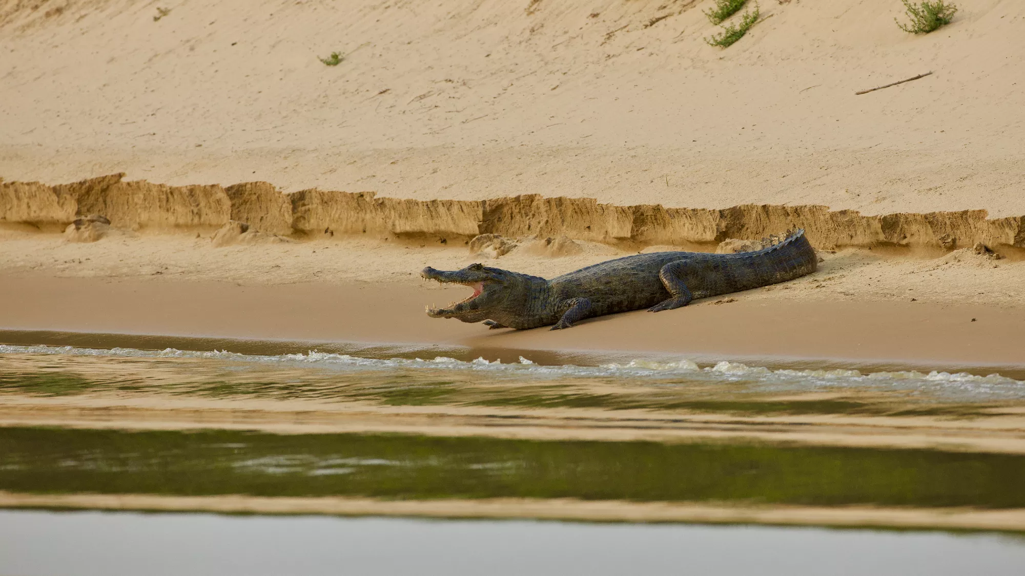 Portfolio/Pantanal/Photos/0B7A5166.webp