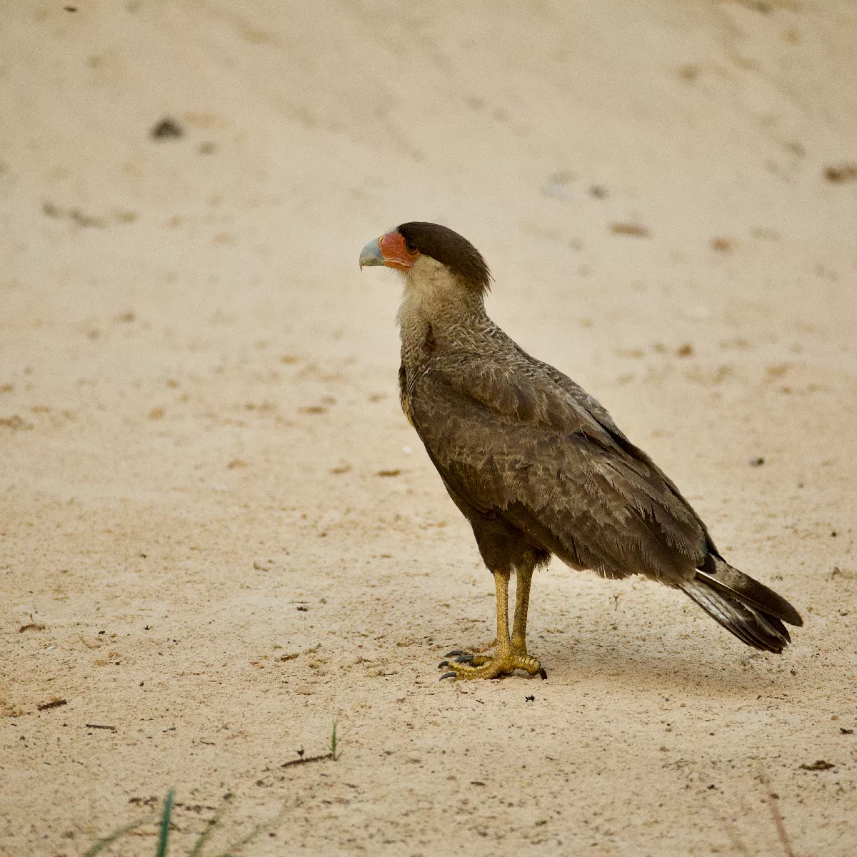 Portfolio/Pantanal/Photos/0B7A5281.webp