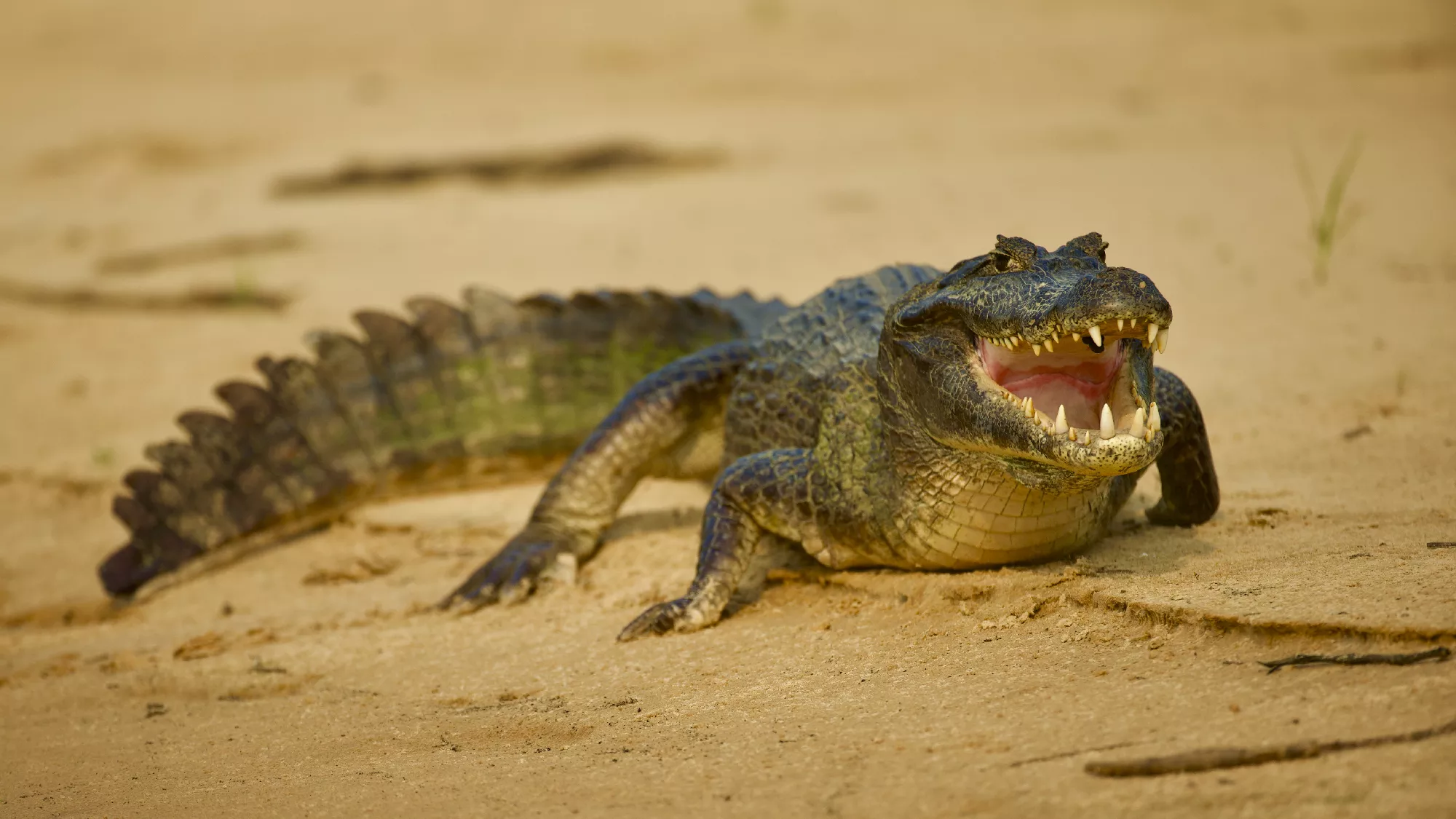 Portfolio/Pantanal/Photos/0B7A5379.webp