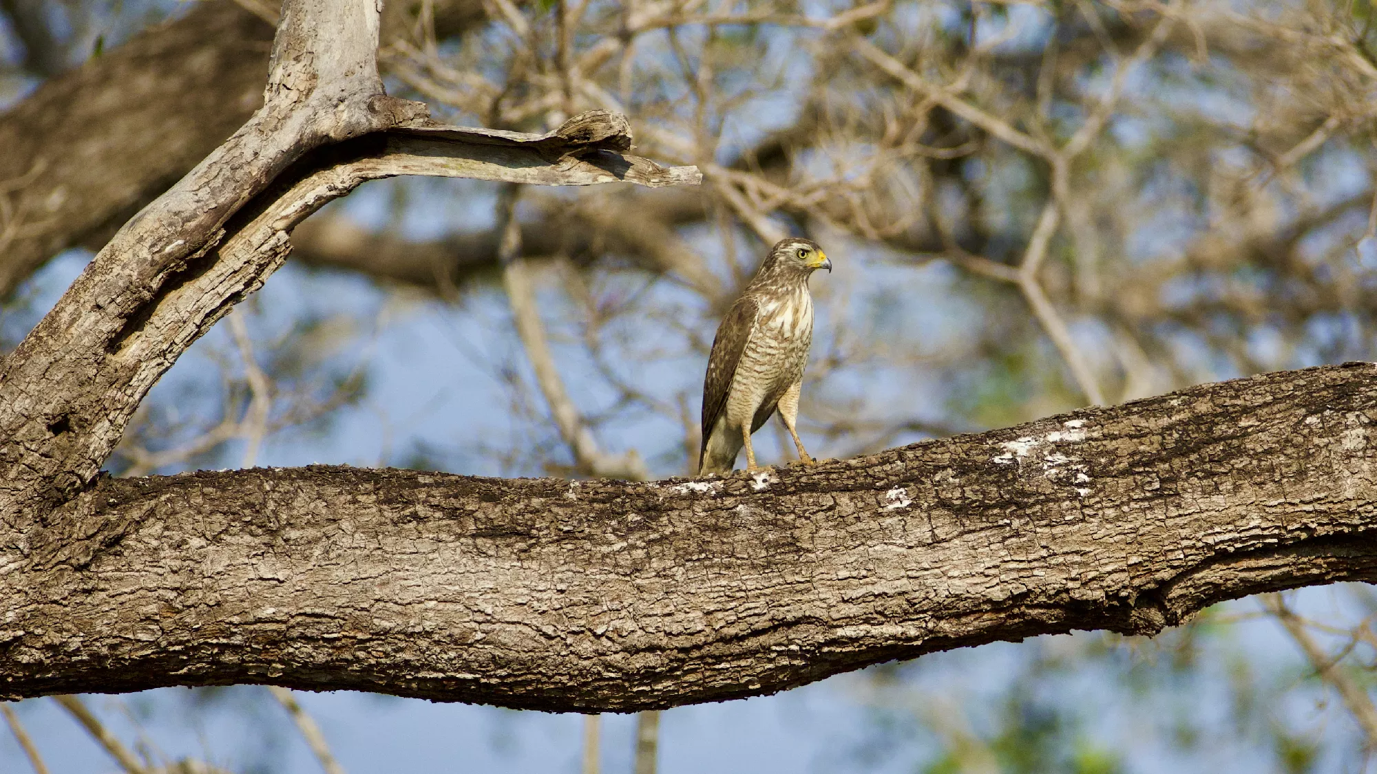 Portfolio/Pantanal/Photos/0B7A5462.webp