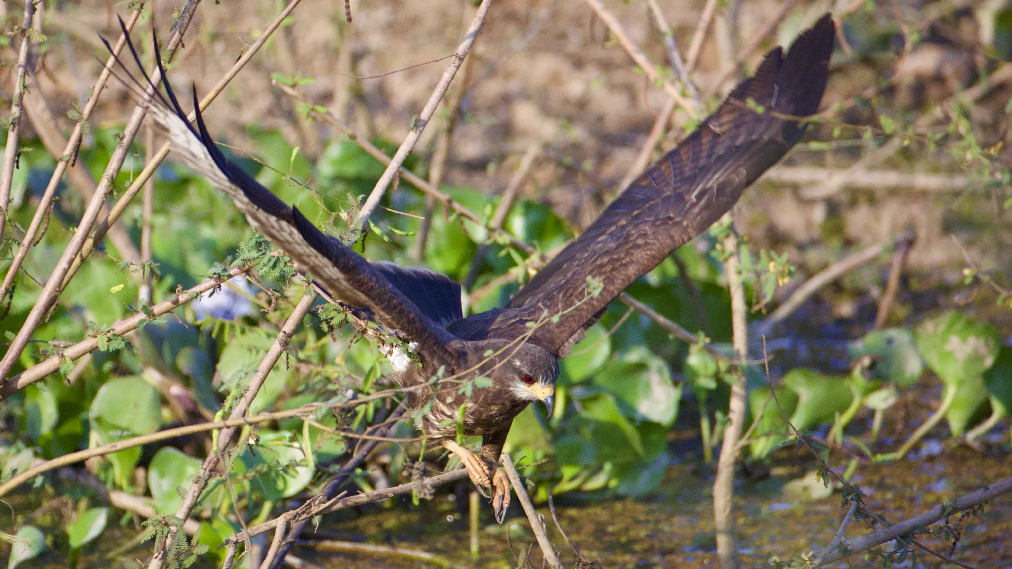 Portfolio/Pantanal/Photos/0B7A5622.webp