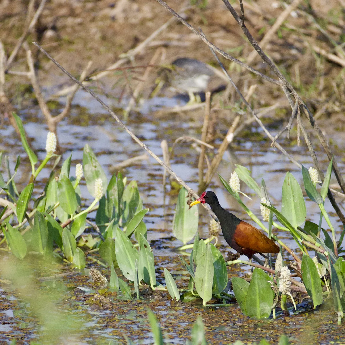 Portfolio/Pantanal/Photos/0B7A5728.webp
