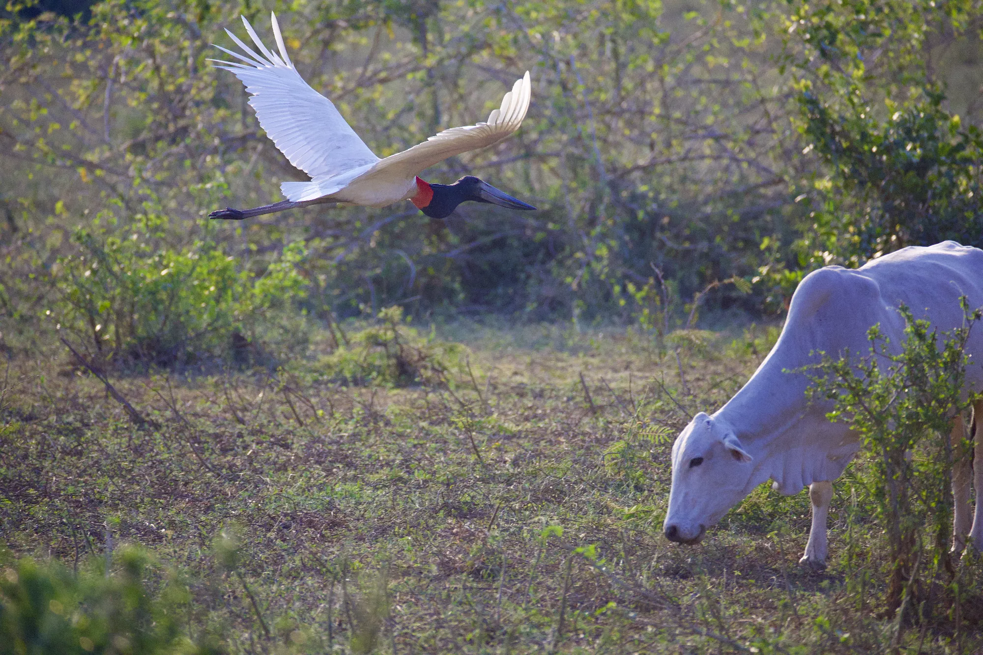 Portfolio/Pantanal/Photos/0B7A5868.webp