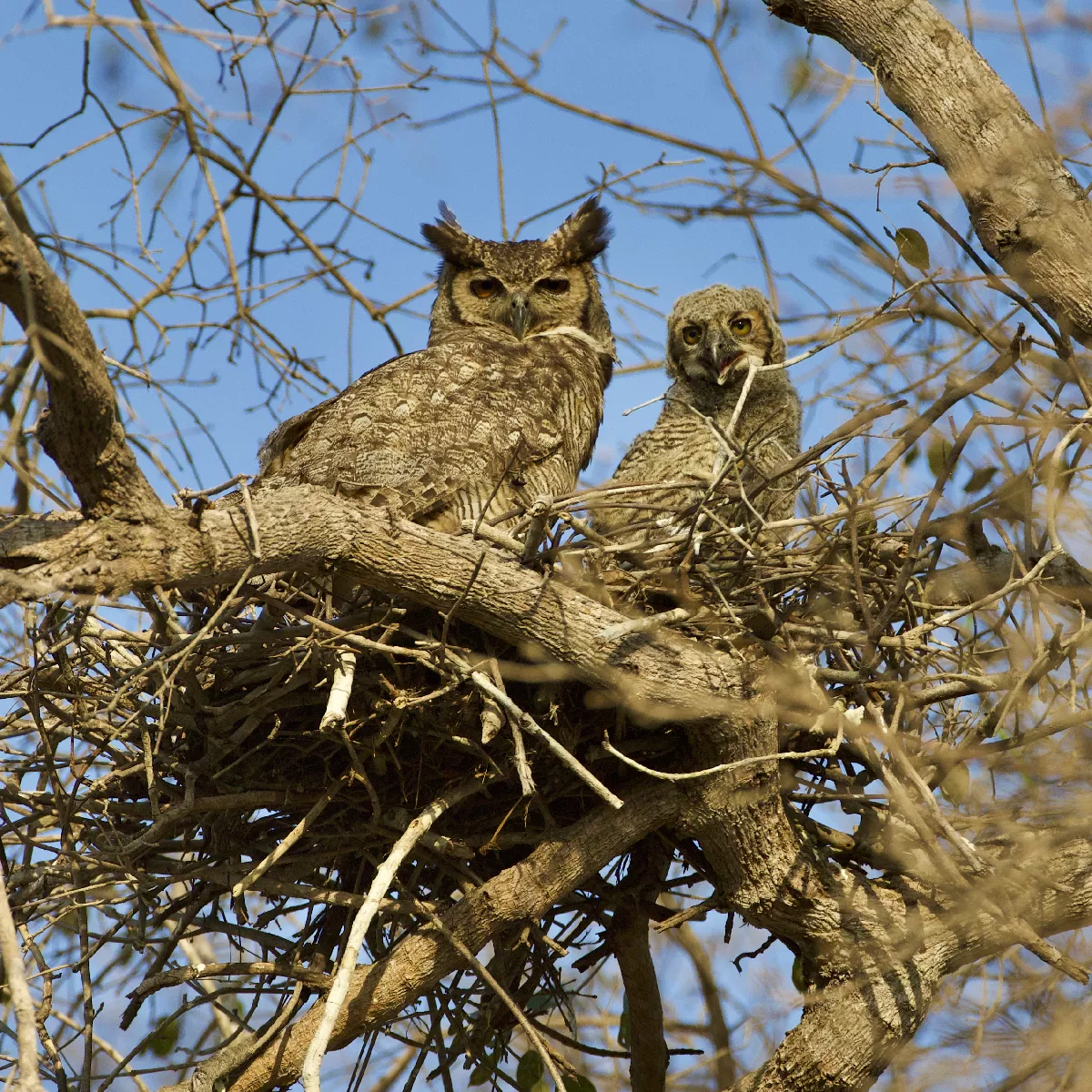 Portfolio/Pantanal/Photos/0B7A5900.webp