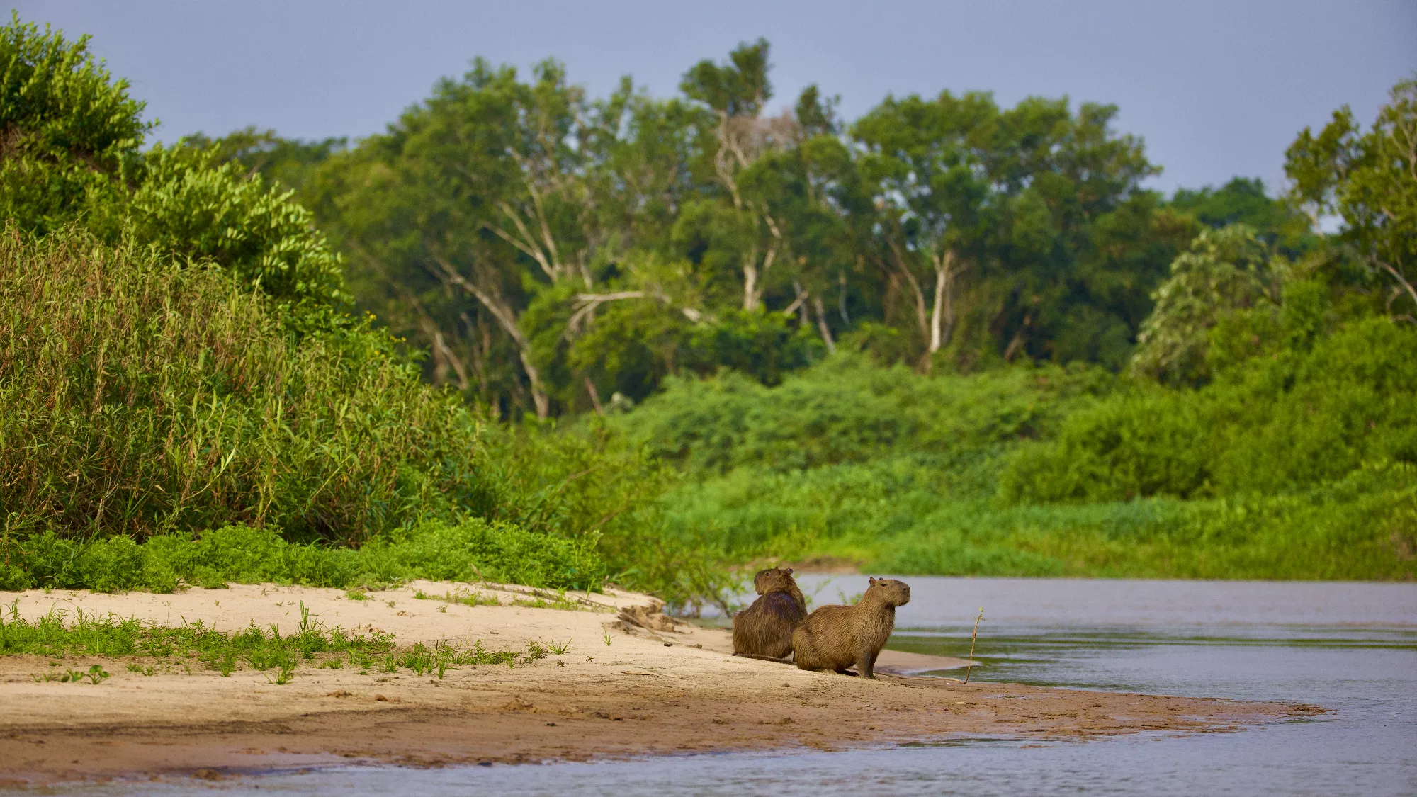 Portfolio/Pantanal/Photos/0B7A6308.webp