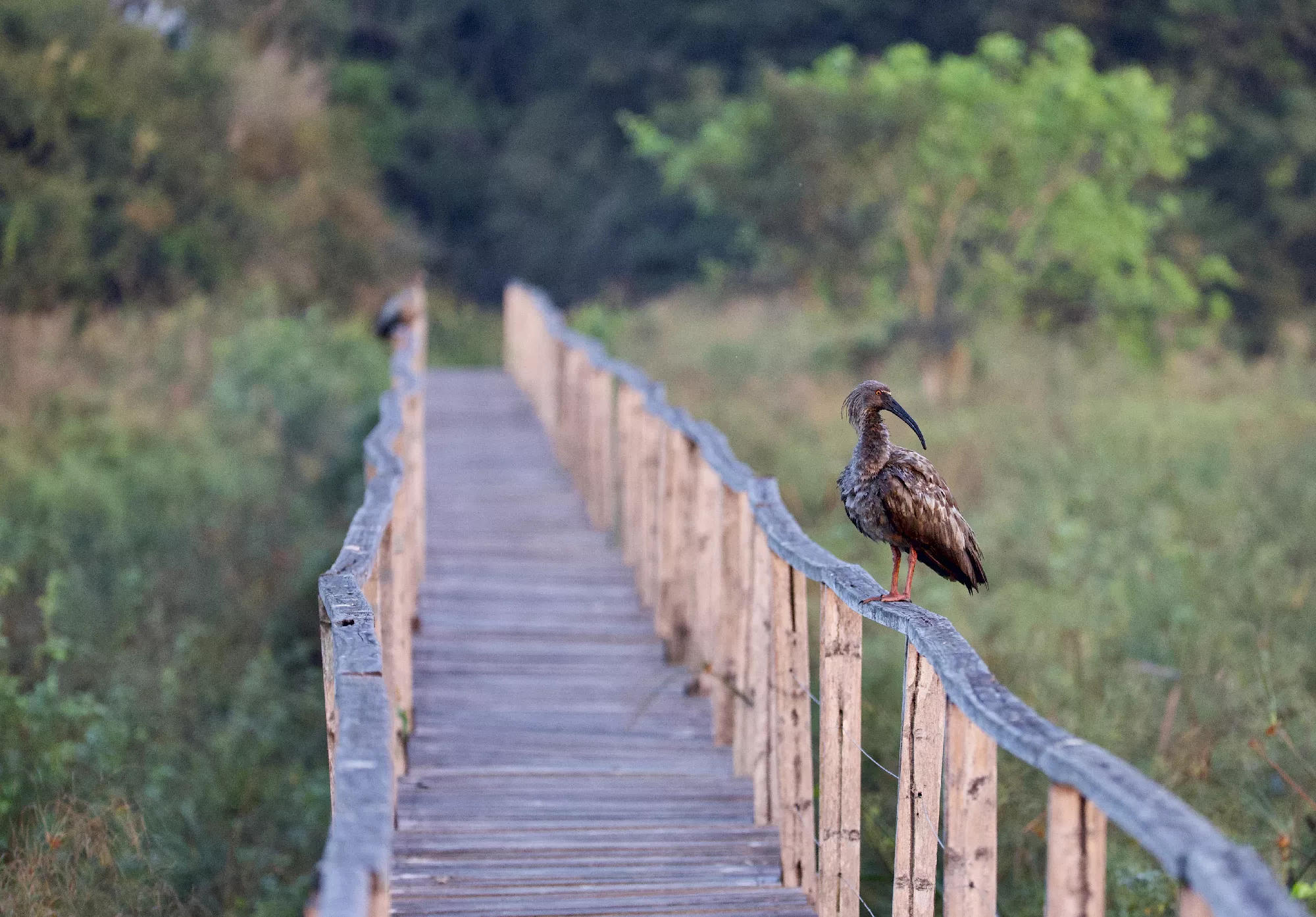 Portfolio/Pantanal/Photos/0B7A7135.webp