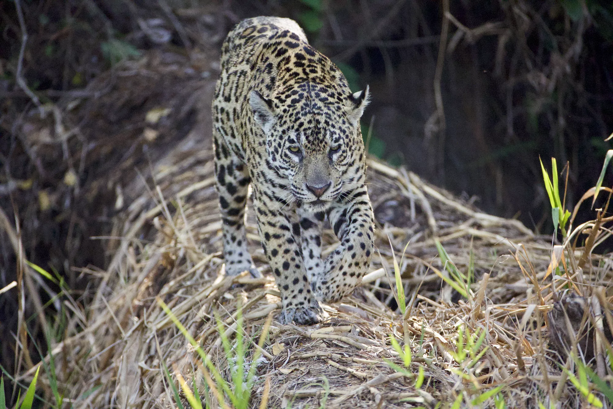 Portfolio/Pantanal/Photos/0B7A9130.webp