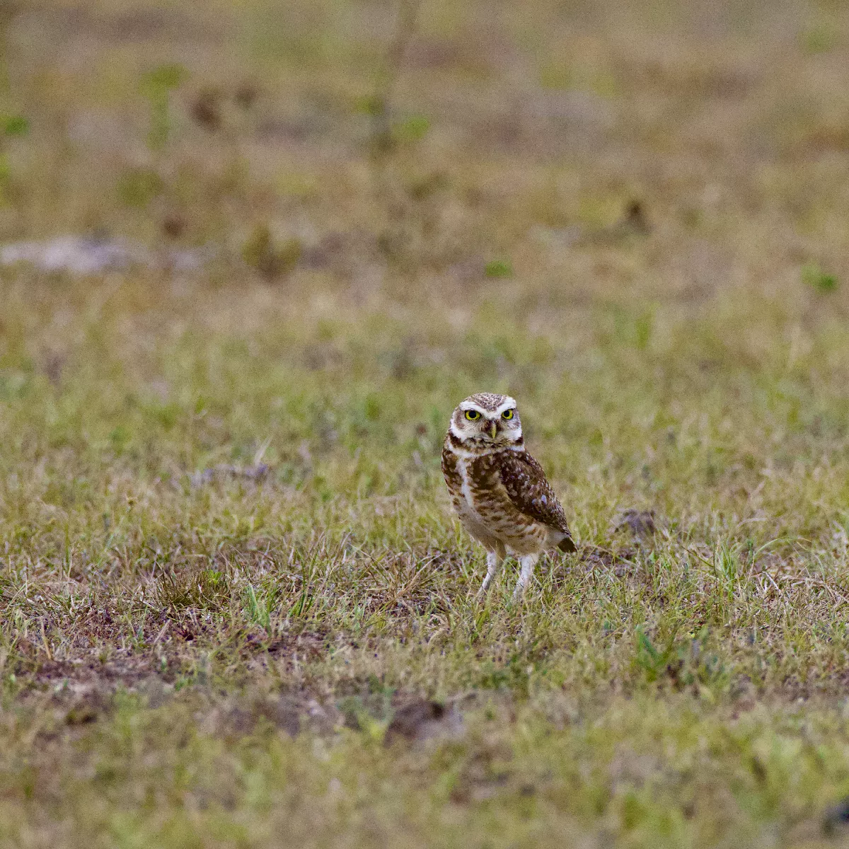 Portfolio/Pantanal/Photos/0J2A1496.webp