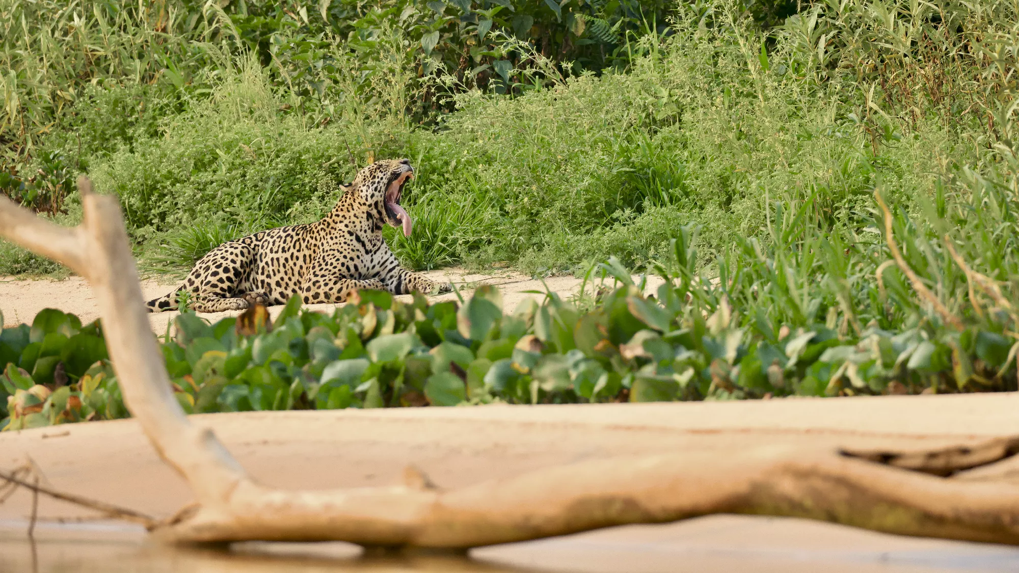 Portfolio/Pantanal/Photos/0J2A7443.webp