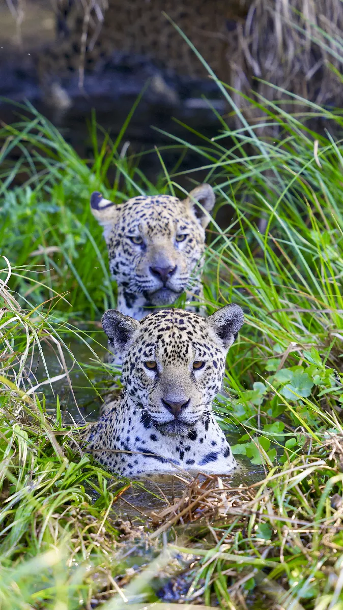 Portfolio/Pantanal/Photos/0J2A8287.webp