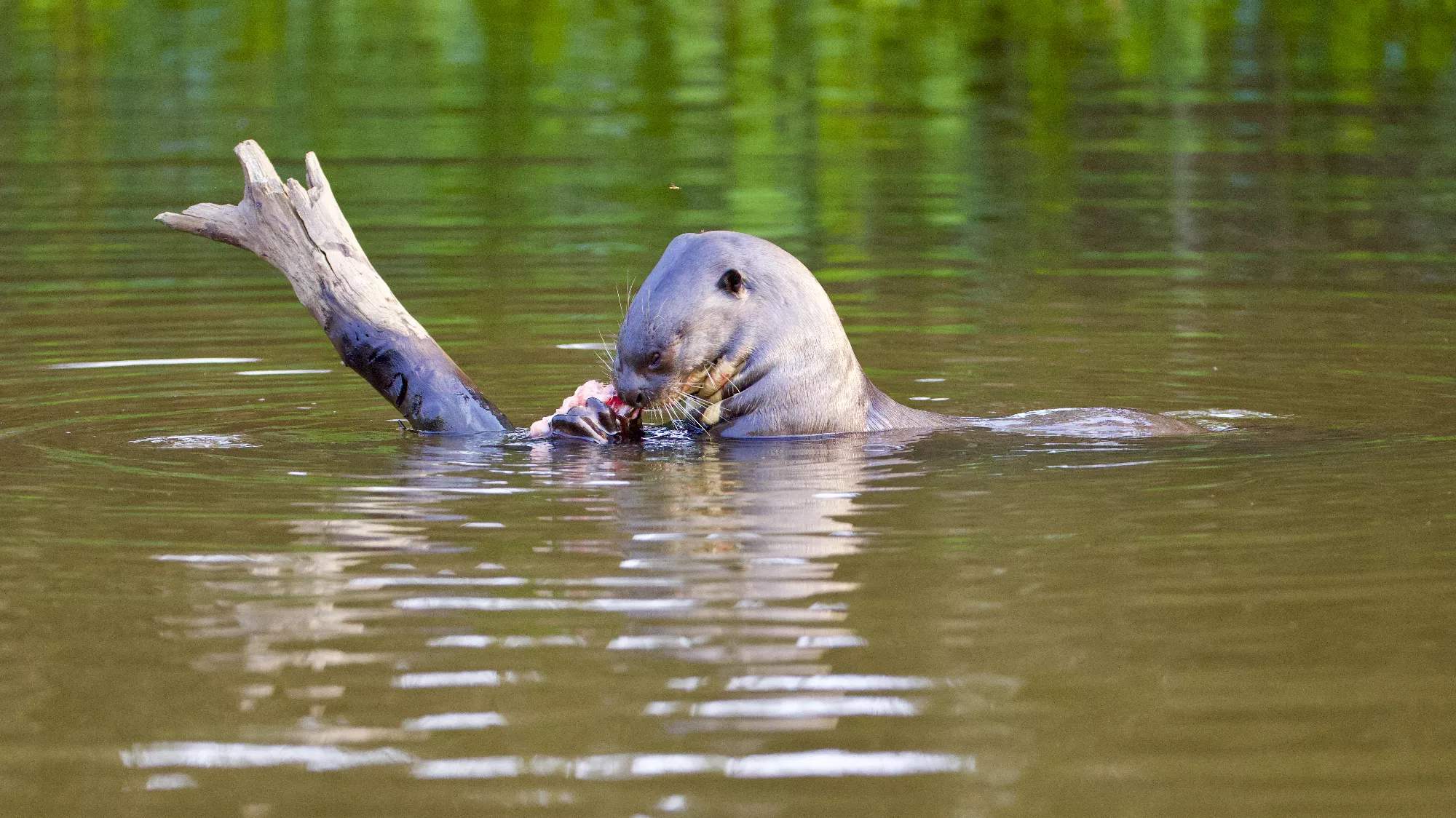 Portfolio/Pantanal/Photos/0J2A9780.webp