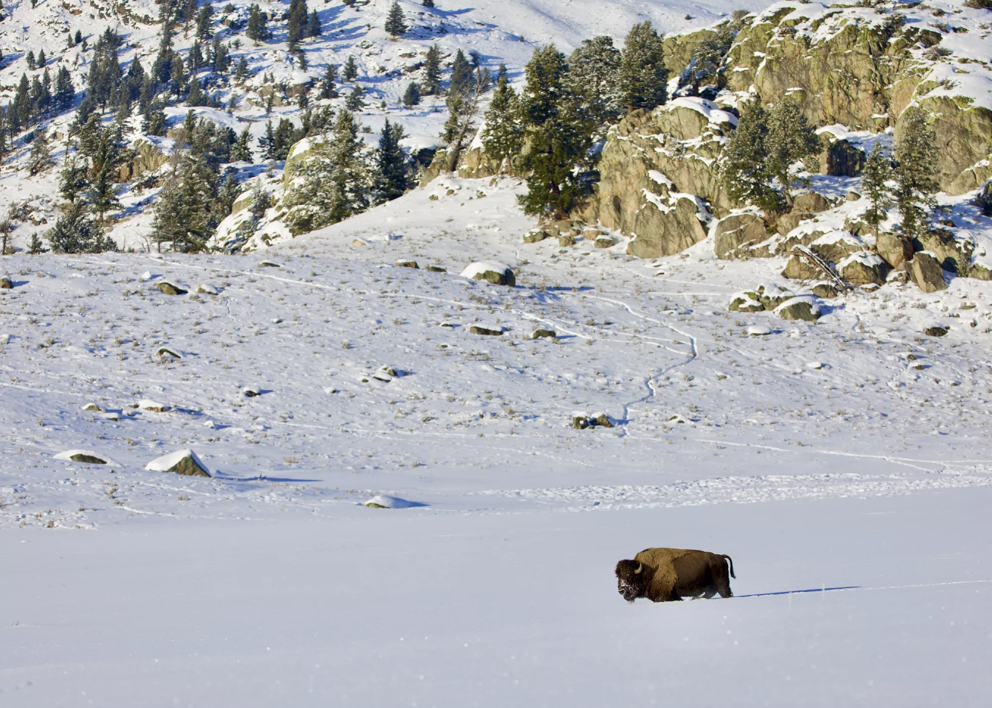 Portfolio/Yellowstone/Photos/B7A1172.webp