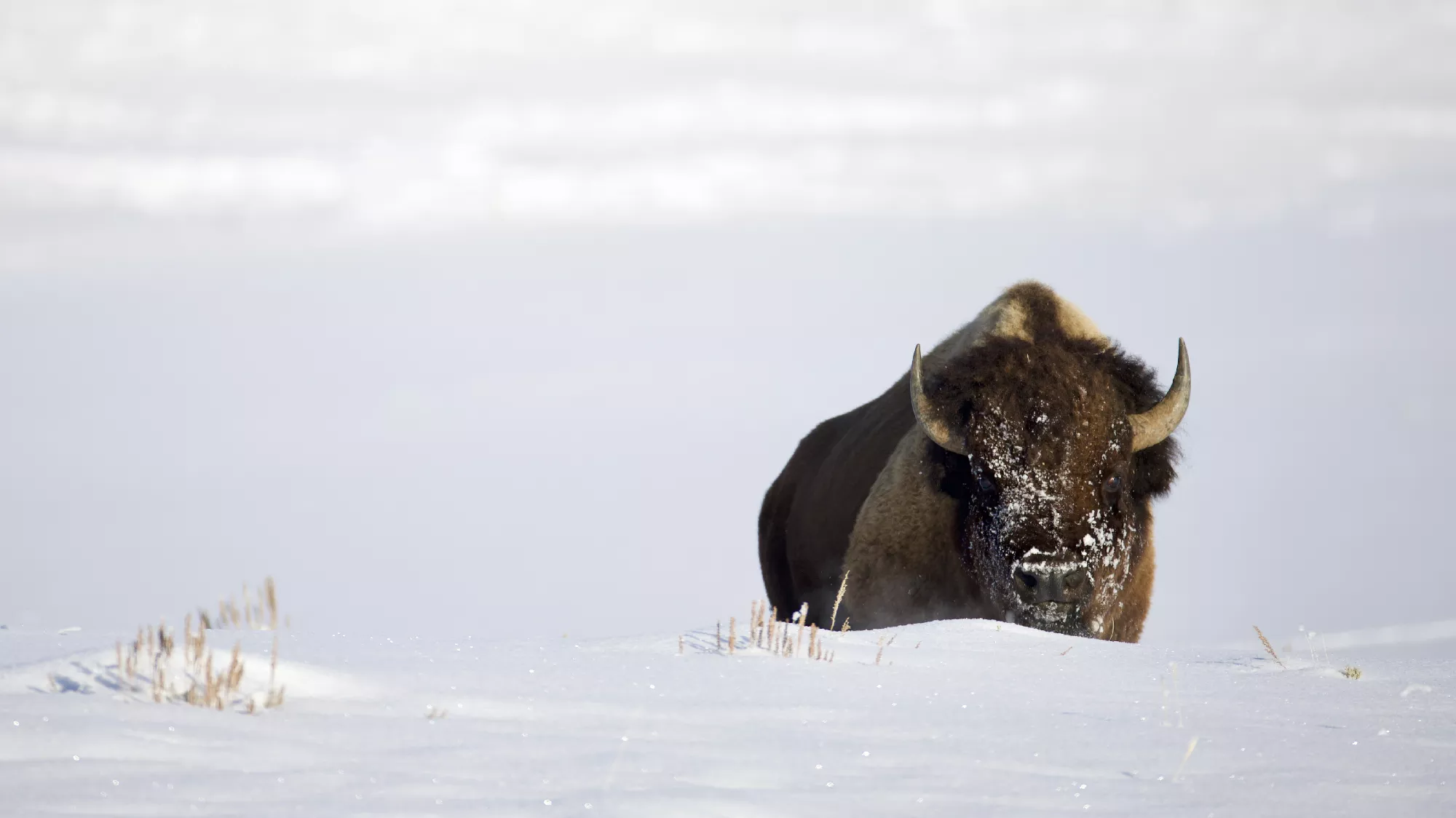 Portfolio/Yellowstone/Photos/B7A1300.webp