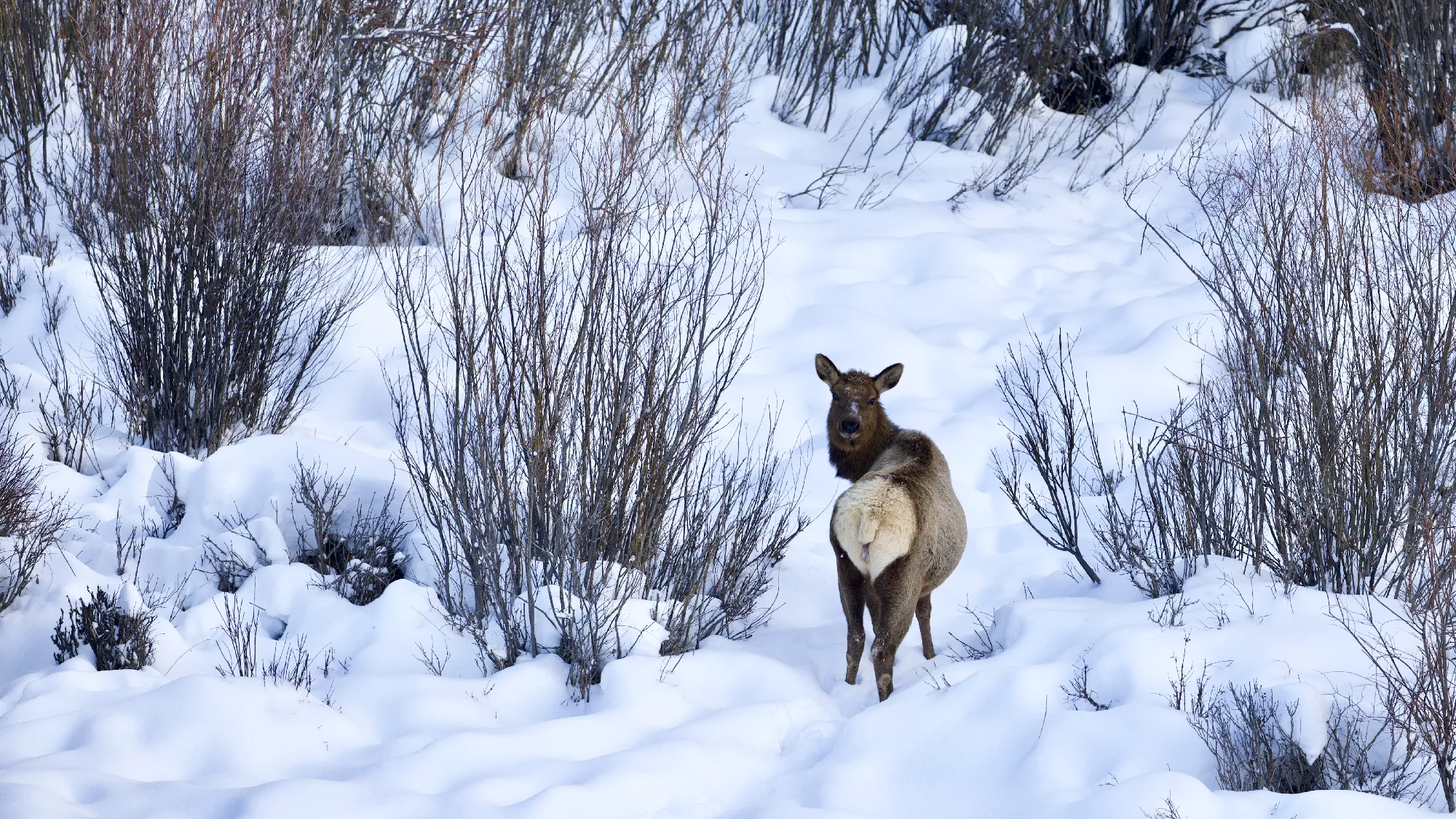 Portfolio/Yellowstone/Photos/B7A1542.webp