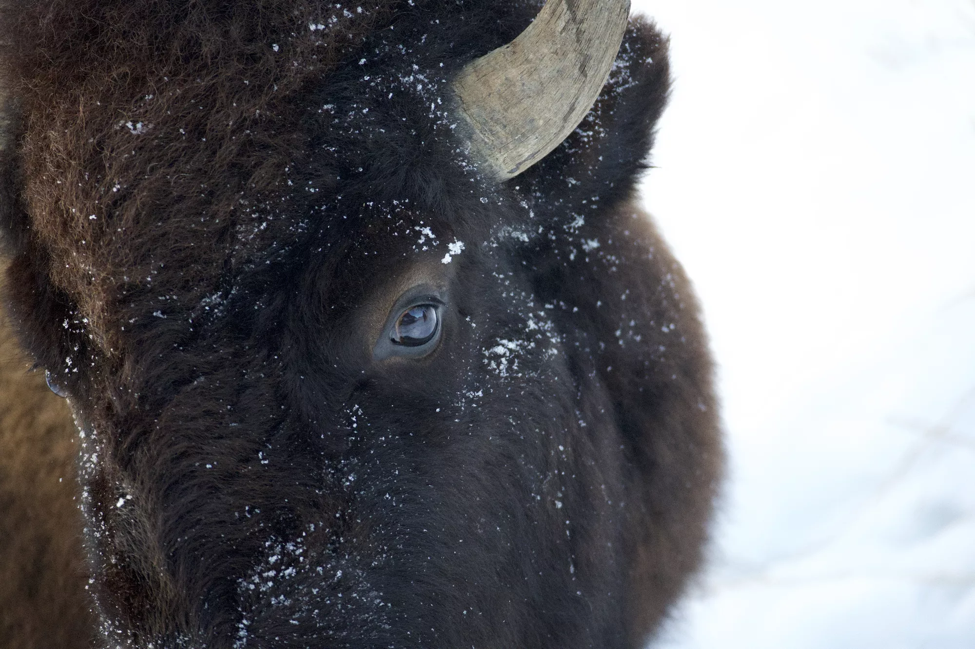 Portfolio/Yellowstone/Photos/B7A1583.webp