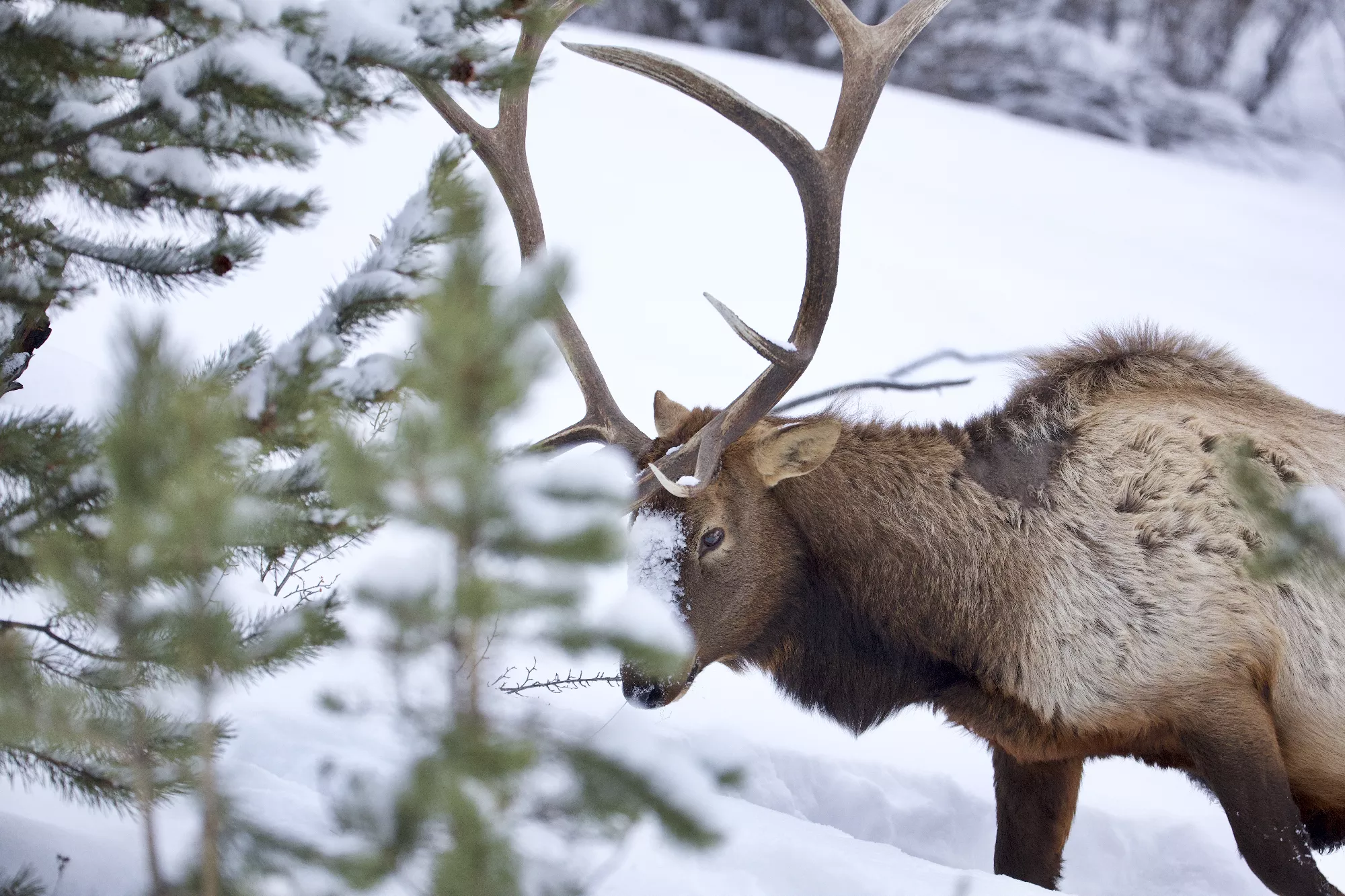 Portfolio/Yellowstone/Photos/B7A1673.webp