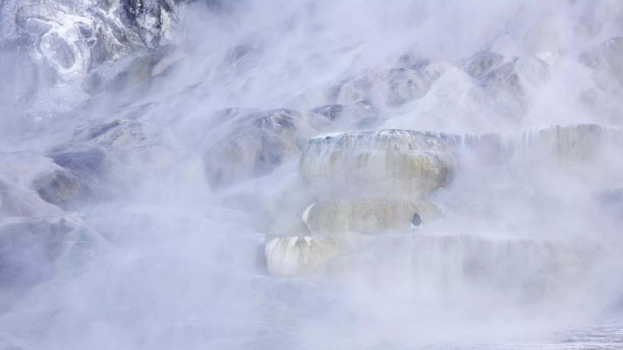 Portfolio/Yellowstone/Photos/B7A2059.webp
