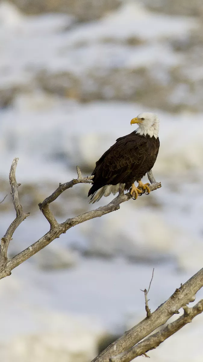 Portfolio/Yellowstone/Photos/B7A3121.webp