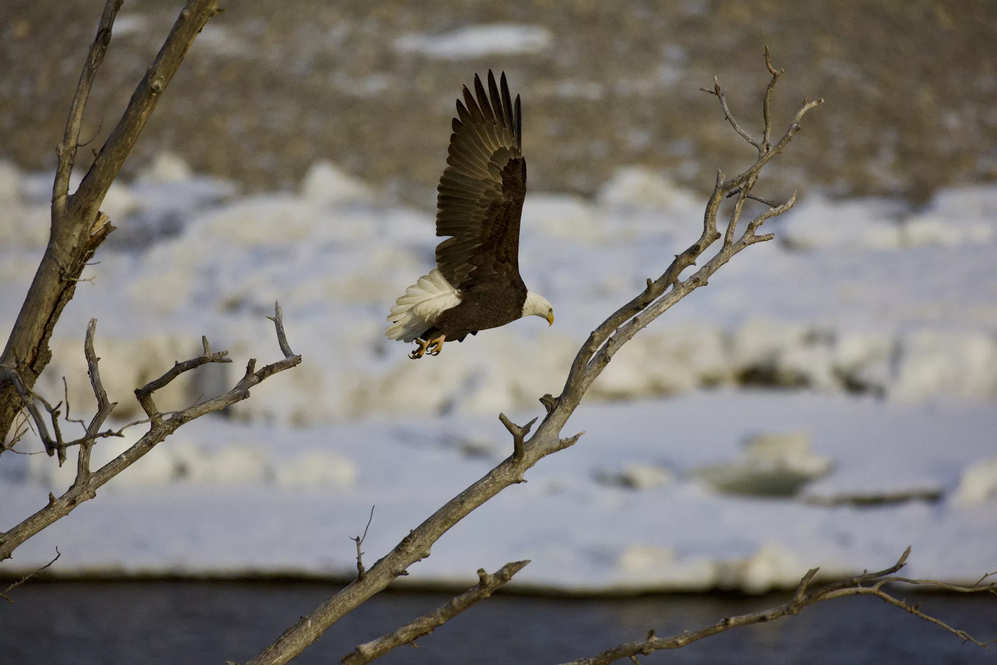 Portfolio/Yellowstone/Photos/B7A3305.webp