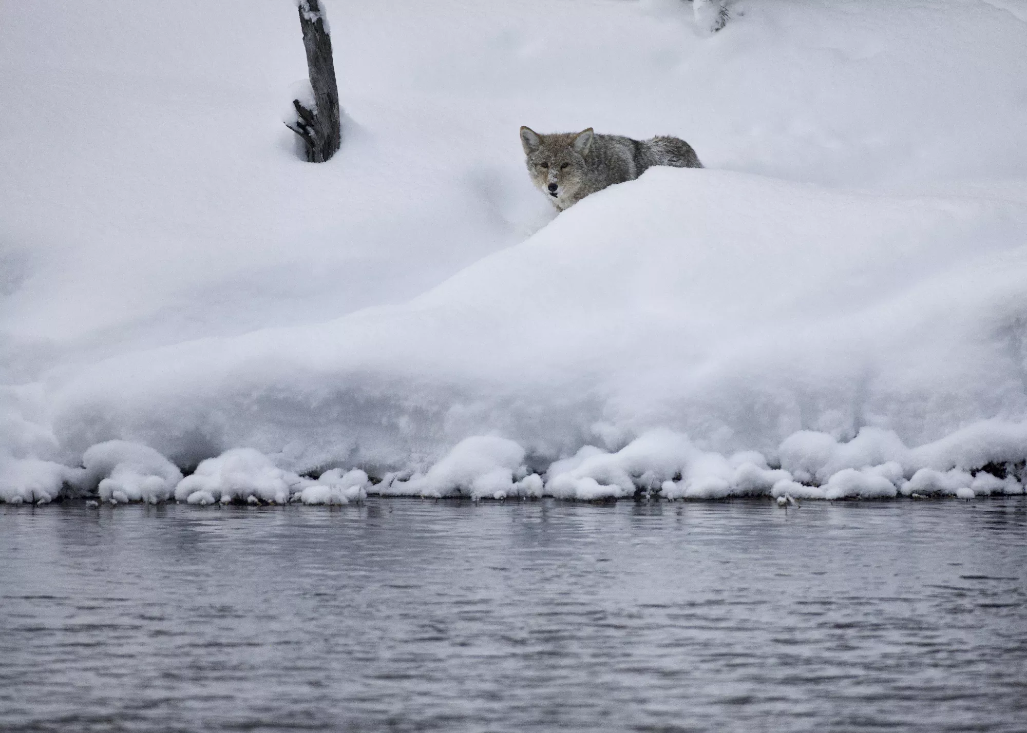 Portfolio/Yellowstone/Photos/B7A3677.webp