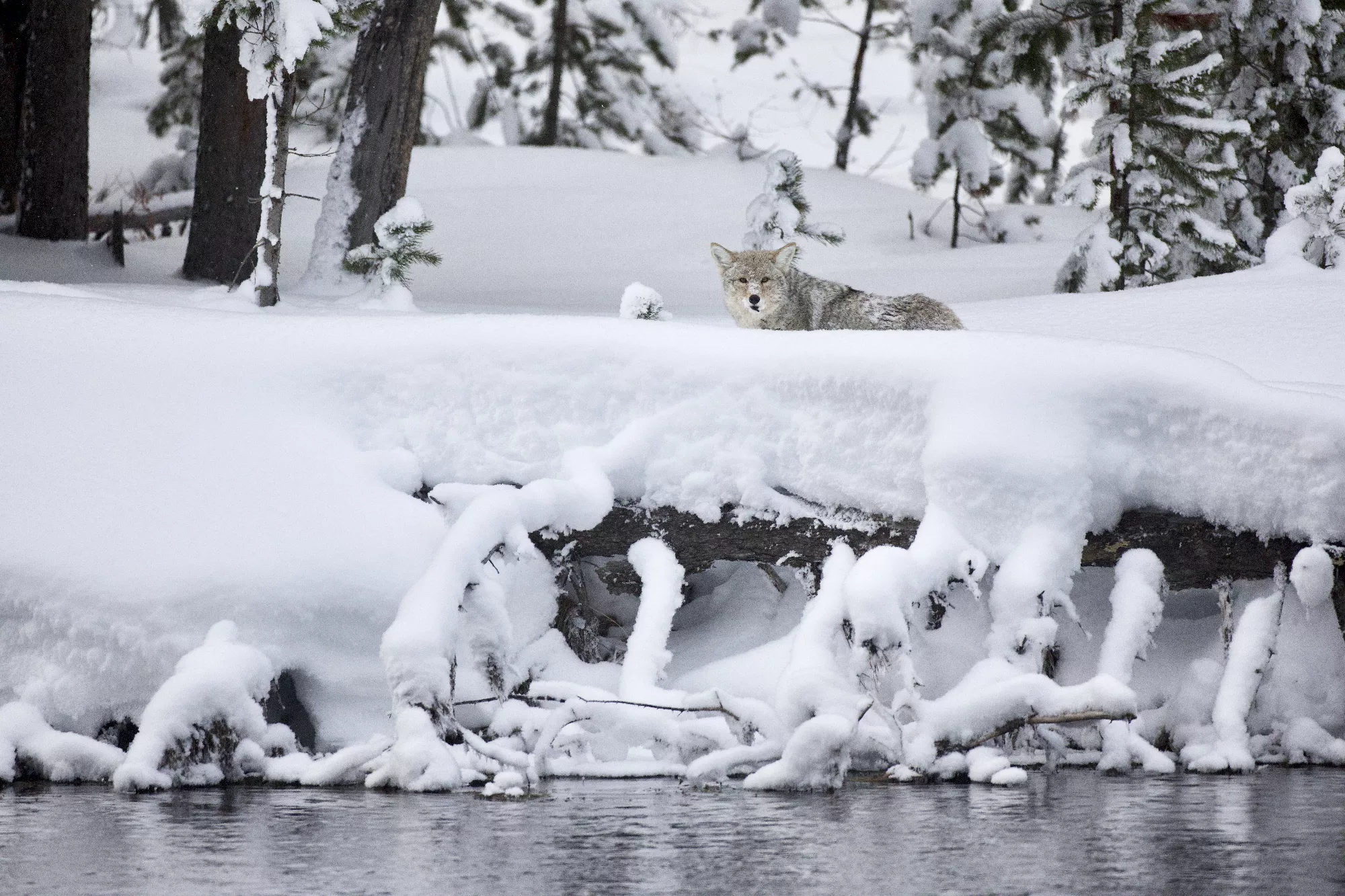 Portfolio/Yellowstone/Photos/B7A3732.webp