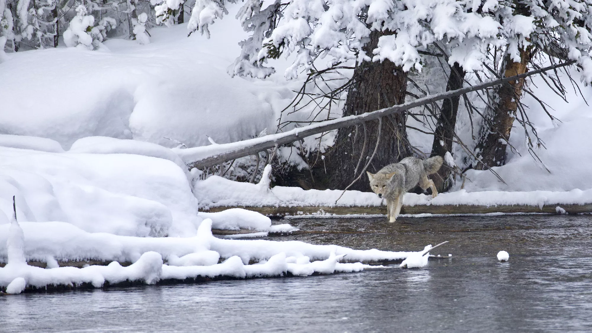 Portfolio/Yellowstone/Photos/B7A3913.webp