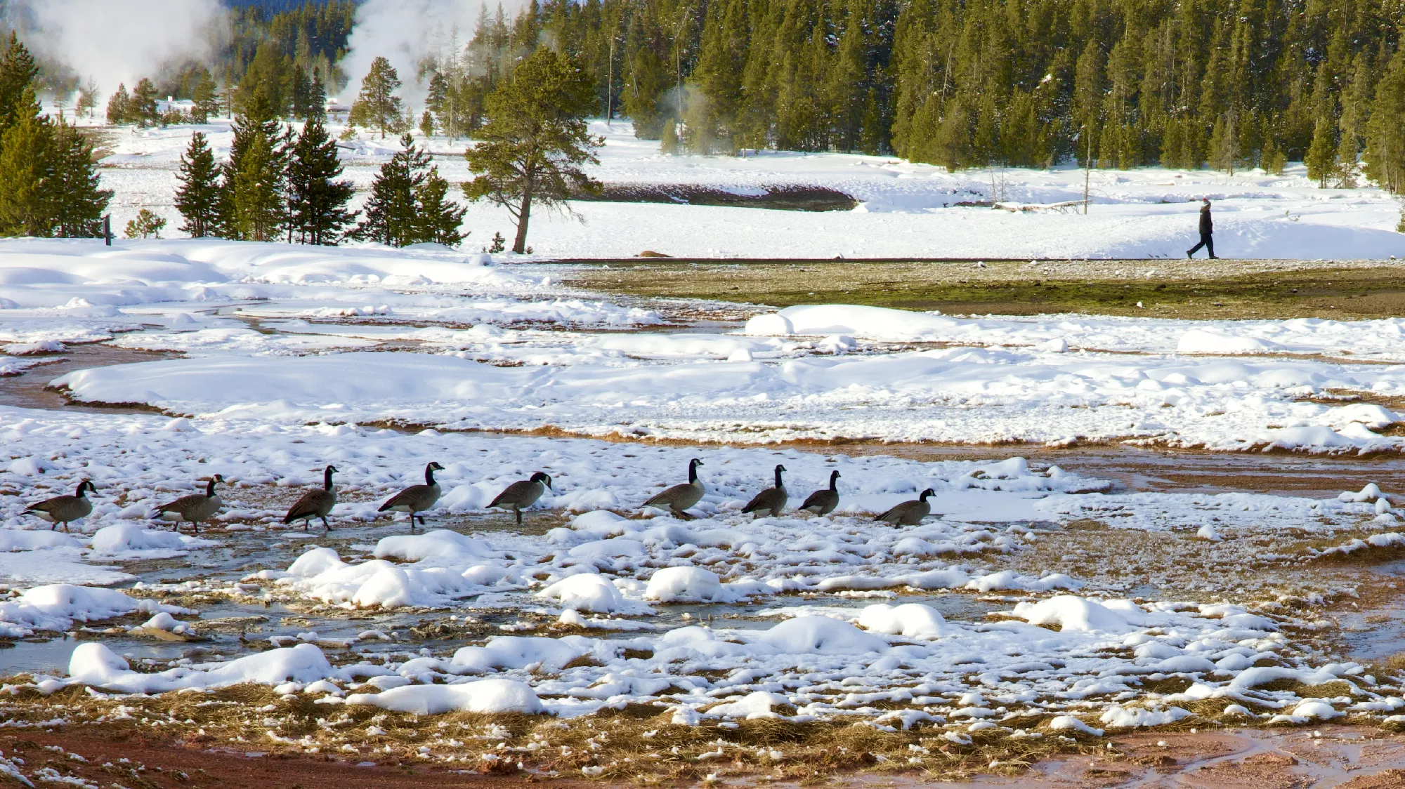 Portfolio/Yellowstone/Photos/B7A4830.webp