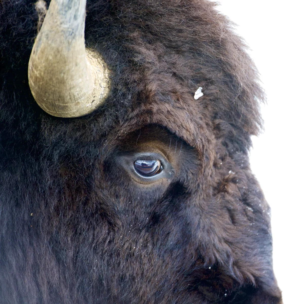 Portfolio/Yellowstone/Photos/B7A5094.webp