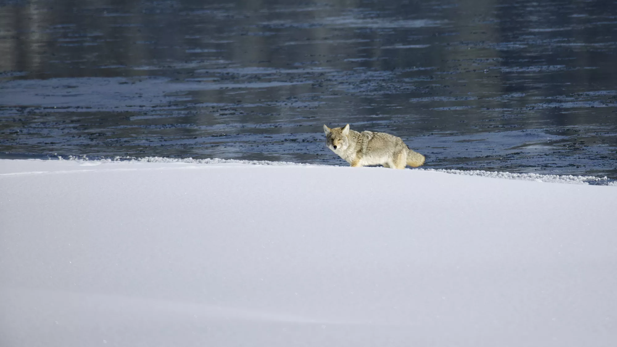 Portfolio/Yellowstone/Photos/B7A5957.webp