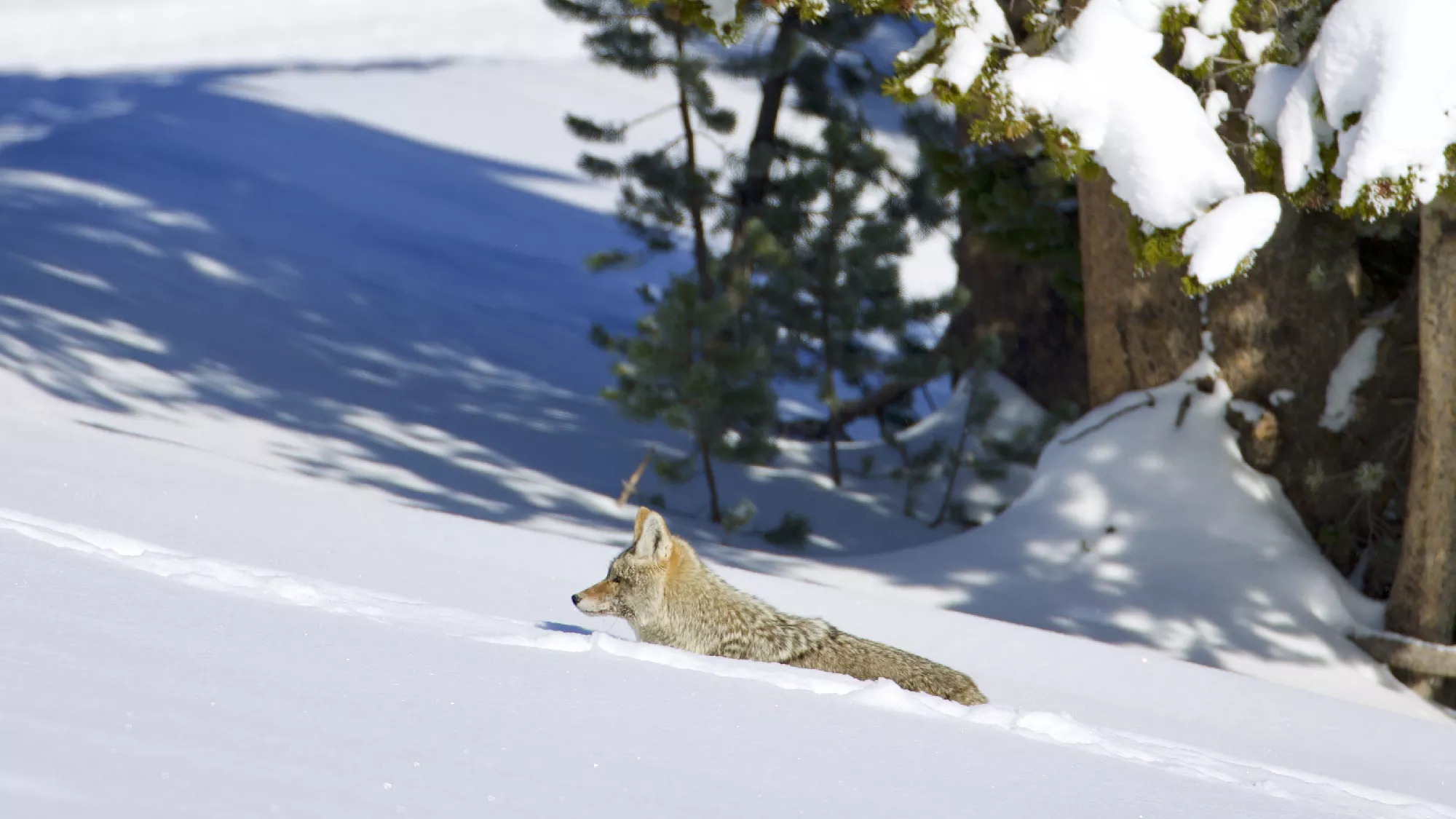 Portfolio/Yellowstone/Photos/B7A5980.webp