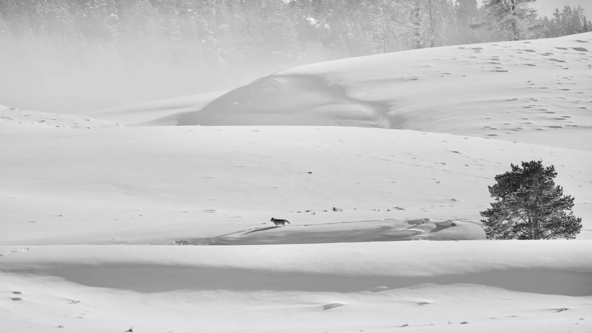 Portfolio/Yellowstone/Photos/B7A6127.webp