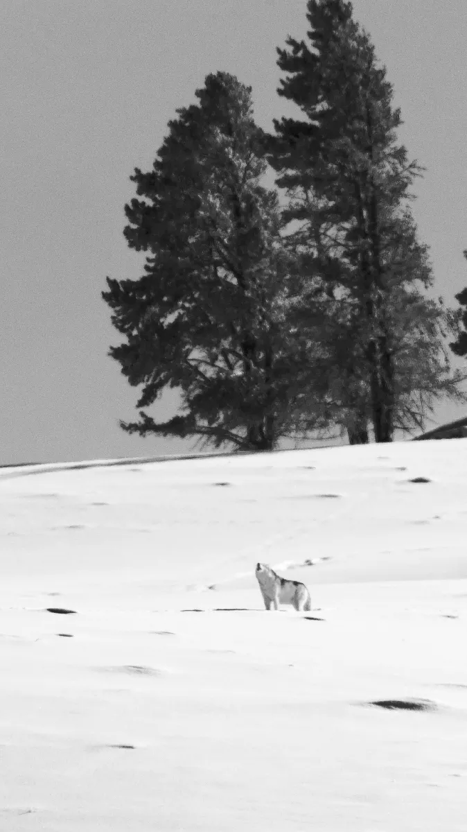 Portfolio/Yellowstone/Photos/B7A6242.webp