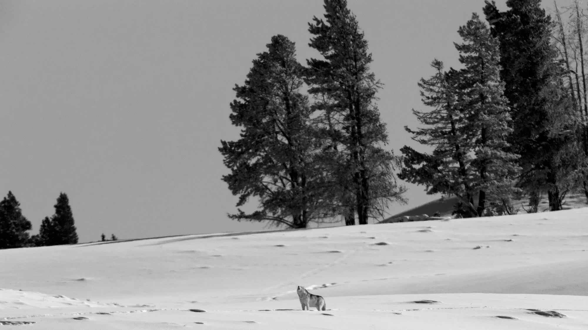 Portfolio/Yellowstone/Photos/B7A6243.webp