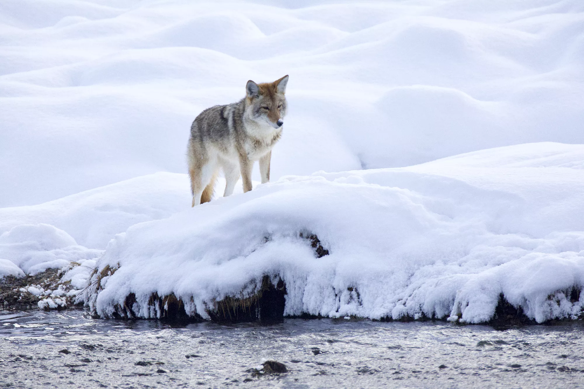 Portfolio/Yellowstone/Photos/B7A7913.webp